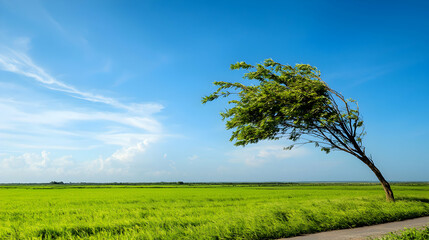 Obraz premium Windswept Tree in a Green Field Under a Blue Sky