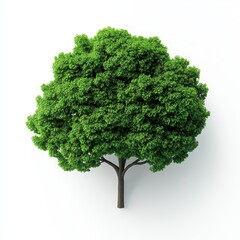 Tree with green leaves isolated on white background for eco friendly concept and nature themes