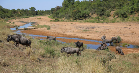 Streifengnu und Steppenzebra im Tsendze River/ Blue wildebeest and Burchell's zebra in Tsendze...