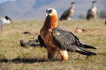 BEARDED VULTURE (Gypaetus barbatus) .  highly endangered . at a safe feeding site in the drakensberg, 