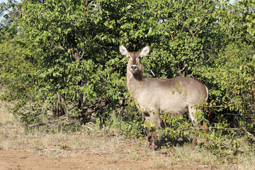 Wasserbock / Waterbuck / Kobus ellipsiprymnus