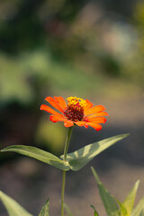 Close-up of a vibrant orange Zinnia elegans flower in full bloom, with delicate petals and a blurred green background. A hardy plant known for attracting pollinators like butterflies and bees.