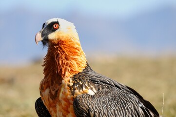 BEARDED VULTURE (Gypaetus barbatus) .  close up detail of face and plumage.  highly endangered .