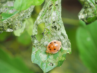 Eggplant beetles, 28 spots eats bitter gourd leaves, causing damage to the leaves. Pesticide or...
