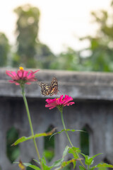 A butterfly perched on a pink zinnai flower, sipping nectar in a serene garden setting. A beautiful representation of pollination, nature's harmony, and biodiversity