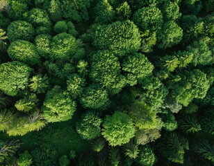 Aerial top view of green trees in forest. Green tree nature background for carbon neutrality and net zero emissions concept. Drone view of green tree captures CO2 to Sustainable green environment.