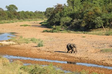 Afrikanischer Elefant im Tsendze River/ African elephant in Tsendze River / Loxodonta africana.