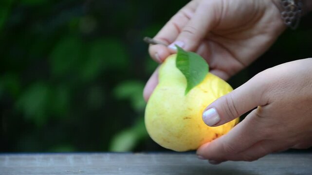 Close up of Pear near tree. Fresh juicy pears. Organic pears in natural environment. Crop of pears in summer garden. Beautiful natural pears. summer or autumn harvest