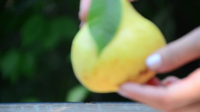 Close up of Pear near tree. Fresh juicy pears. Organic pears in natural environment. Crop of pears in summer garden. Beautiful natural pears. summer or autumn harvest