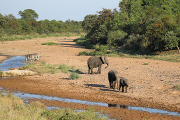 Afrikanischer Elefant und Steppenzebra im Tsendze River/ African elephant  and Burchell's zebra in...