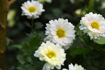 Fototapeta premium Beautiful white chrysanthemum flowers closeup in the winter garden, Closeup of Chrysanthemum flower, Field of the white Chrysanthemum, Beautiful white flower blooming in nature.