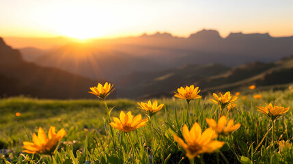 Obraz premium Yellow Wildflowers in Mountain Meadow at Sunrise