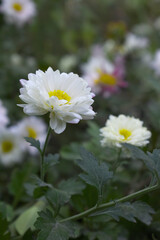 Beautiful white chrysanthemum flowers closeup in the winter garden, Closeup of Chrysanthemum flower, Field of the white Chrysanthemum, Beautiful white flower blooming in nature.