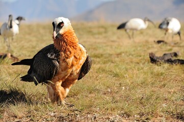 BEARDED VULTURE (Gypaetus barbatus) .  highly endangered . at a safe feeding site in the drakensberg, 