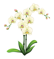 White orchid flowers with delicate petals and green leaves. Vector illustration