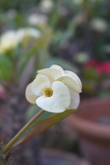 Close up of beautiful white Euphorbia milii, the crown of thorns, called Corona de Cristo. Crown of thorn flower. white Euphorbia milii flower in the garden, Blooming Euphorbia milii, bunch flowers