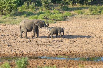 Afrikanischer Elefant / African elephant / Loxodonta africana