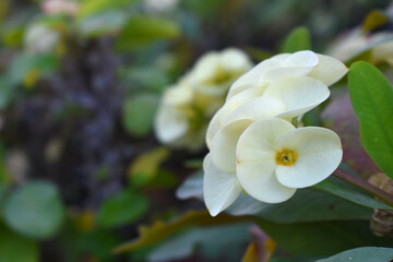 Close up of beautiful white Euphorbia milii, the crown of thorns, called Corona de Cristo. Crown of thorn flower. white Euphorbia milii flower in the garden, Blooming Euphorbia milii, bunch flowers