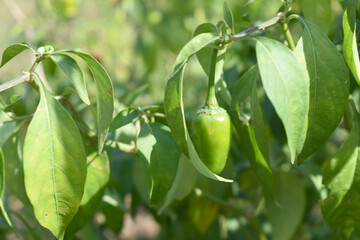 fresh green chili on plant closeup, chili plants in organic farming, Chilies closeup in field, Green chili plant in a farmer's field, Ripe green chili on a plant in Chakwal, Punjab, Pakistan