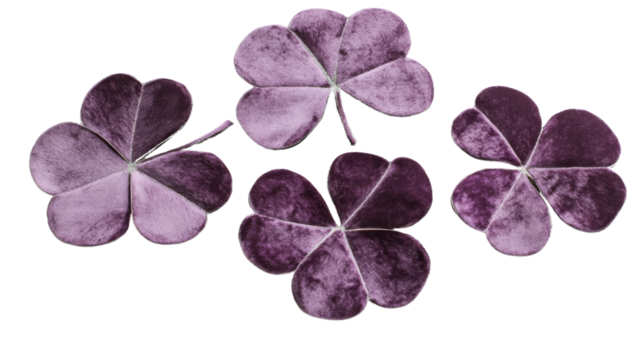 Purple shamrocks floating on transparent background