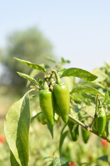 fresh green chili on plant closeup, chili plants in organic farming, Chilies closeup in field, Green chili plant in a farmer's field, Ripe green chili on a plant in Chakwal, Punjab, Pakistan