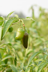 fresh green chili on plant closeup, chili plants in organic farming, Chilies closeup in field, Green chili plant in a farmer's field, Ripe green chili on a plant in Chakwal, Punjab, Pakistan