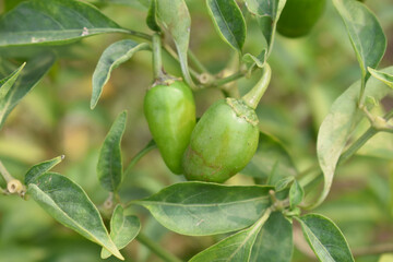 fresh green chili on plant closeup, chili plants in organic farming, Chilies closeup in field, Green chili plant in a farmer's field, Ripe green chili on a plant in Chakwal, Punjab, Pakistan