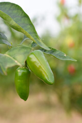 fresh green chili on plant closeup, chili plants in organic farming, Chilies closeup in field, Green chili plant in a farmer's field, Ripe green chili on a plant in Chakwal, Punjab, Pakistan