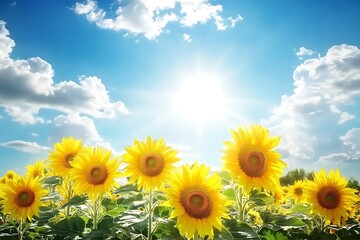 Obraz premium field of sunflowers