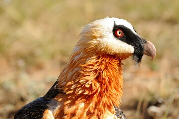 BEARDED VULTURE (Gypaetus barbatus) .  close up detail of face and plumage.  highly endangered .