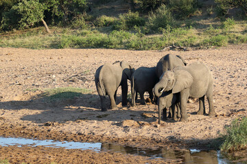 Obraz premium Afrikanischer Elefant im Tsendze River/ African elephant in Tsendze River / Loxodonta africana.