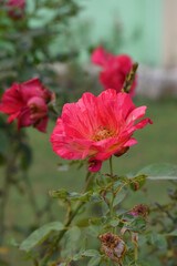 Beautiful red rose flower closeup in garden, A very beautiful red rose flower bloomed on the rose tree, Rose flower closeup, bloom flowers, Natural spring flower, Natural floral background,