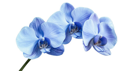 Light blue orchid flowers blooming with transparent background