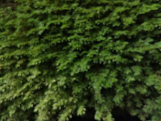 Abstrack blurred nature background, green foliage of the forest, Green nature in blurry style for creative design