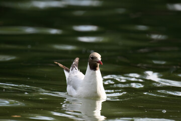 Fototapeta premium swan on the water