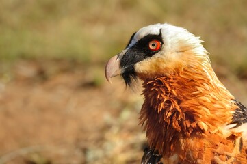 BEARDED VULTURE (Gypaetus barbatus) .  close up detail of face and plumage.  highly endangered .