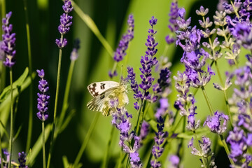 butterfly on lavender