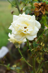 Beautiful white rose flower closeup in garden, A very beautiful white rose flower bloomed on the rose tree, Rose flower closeup, bloom flowers, Natural spring flower, Natural floral background, 