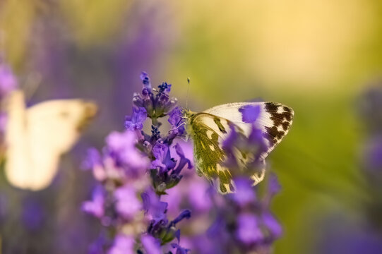 butterfly on purple flower - Powered by Adobe