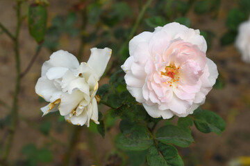 Beautiful white rose flower closeup in garden, A very beautiful white rose flower bloomed on the rose tree, Rose flower closeup, bloom flowers, Natural spring flower, Natural floral background, 
