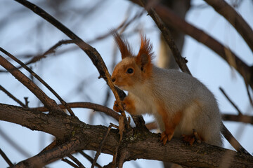 squirrel on a tree