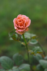 Beautiful pink rose flower closeup in garden, A very beautiful pink rose flower bloomed on the rose tree, Rose flower closeup, bloom flowers, Natural spring flower, Natural floral background, 