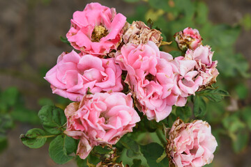 Beautiful pink rose flower closeup in garden, A very beautiful pink rose flower bloomed on the rose tree, Rose flower closeup, bloom flowers, Natural spring flower, Natural floral background, 