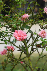 Fototapeta premium Beautiful pink rose flower closeup in garden, A very beautiful pink rose flower bloomed on the rose tree, Rose flower closeup, bloom flowers, Natural spring flower, Natural floral background, 
