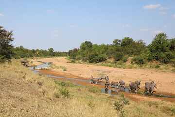 Afrikanischer Elefant und Steppenzebra im Tsendze River/ African elephant  and Burchell's zebra in...