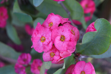 Close up of beautiful red Euphorbia milii, the crown of thorns, called Corona de Cristo. Crown of thorn flower. red Euphorbia milii flower in the garden, Blooming Euphorbia milii, bunch flowers shot