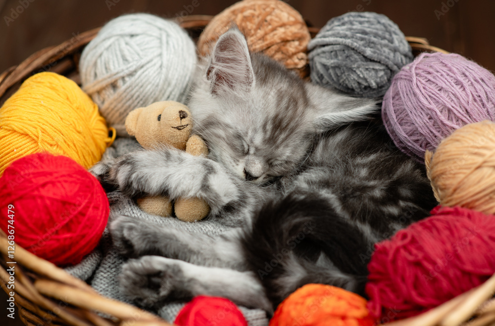 Poster cozy tiny maine coon kitten hugs favorite toy bear and sleeps inside a basket with clews of thread. 