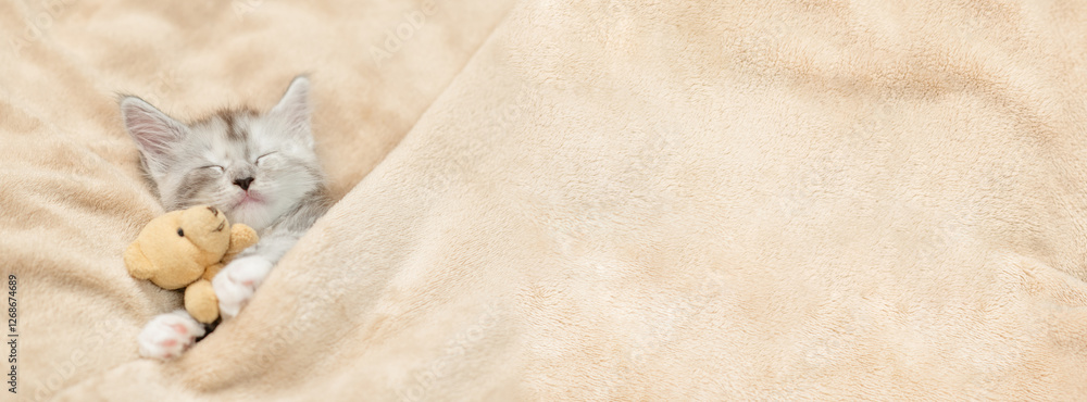 Poster cozy maine coon kitten sleeps with favorite toy bear under warm blanket on a bed at home. top down v