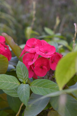 Close up of beautiful red Euphorbia milii, the crown of thorns, called Corona de Cristo. Crown of...
