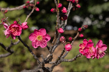 東京散歩　梅が見頃の浜離宮